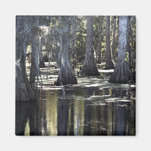 Imán Bald Cypress