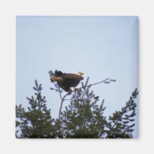 Imán Bald Eagle