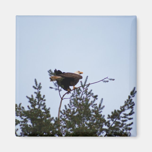 Imán Bald Eagle (Frente)