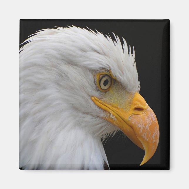 Imán Bald Eagle (Frente)
