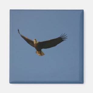 Imán Bald Eagle