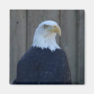 Imán Bald Eagle