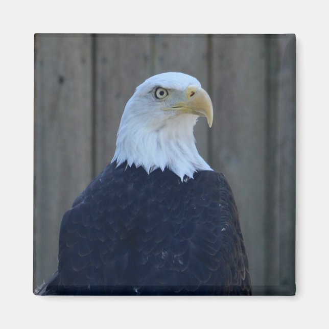 Imán Bald Eagle (Frente)