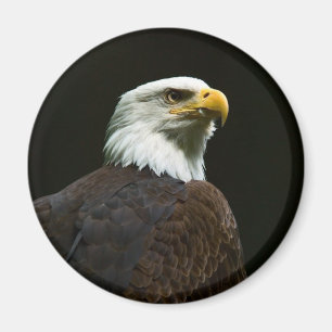 Imán Bald Eagle