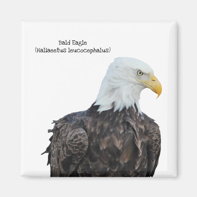 Imán Bald Eagle (Frente)