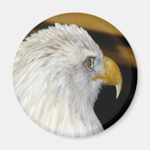 Imán Bald Eagle