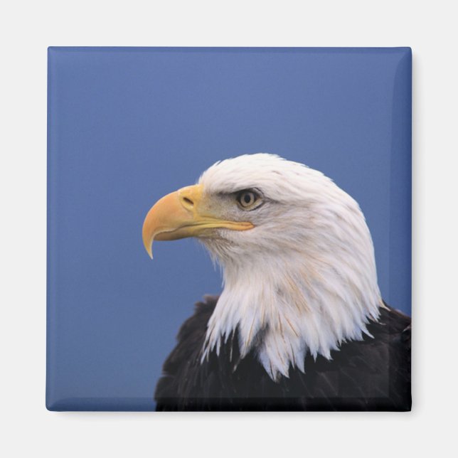 Imán Bald Eagle (Frente)