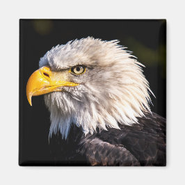 Imán Bald Eagle