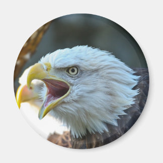 Imán Bald Eagle