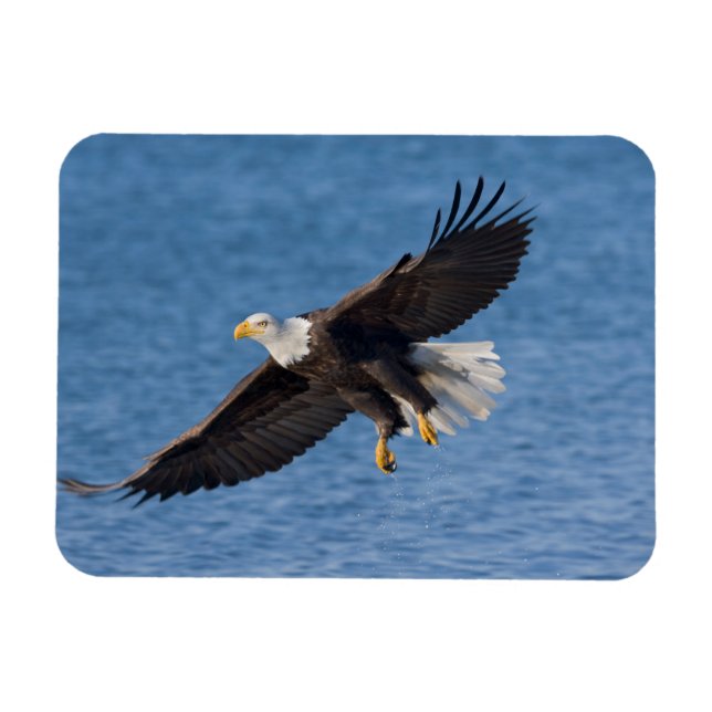 Imán Bald eagle in flight (Horizontal)