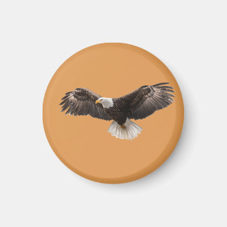 Imán bald eagle pin , commonly sold as