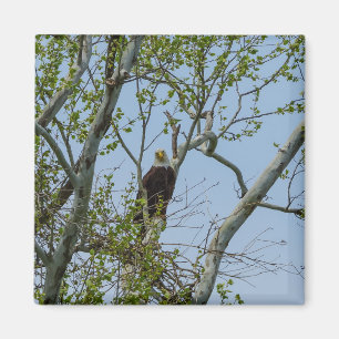 Imán Bald Eagle Smile