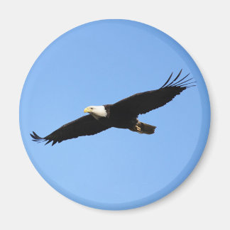 Imán Bald Eagle Soar