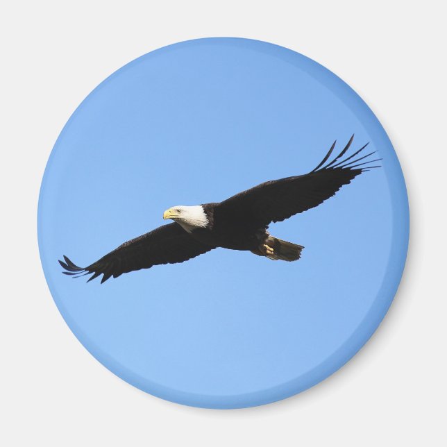 Imán Bald Eagle Soar (Frente)