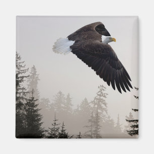 Imán Bald Eagle Soaring Through Mist
