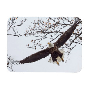 Imán Bald Eagle Wingspread