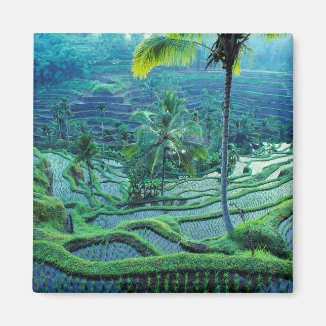 Imán Bali | Descripción general de las terrazas de arro (Frente)