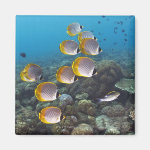 Imán Bali, Indonesia