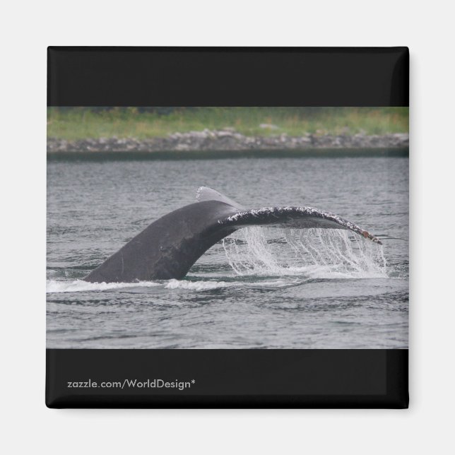 Imán Ballena (Frente)