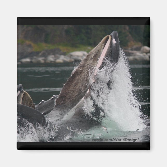 Imán Ballena (Frente)