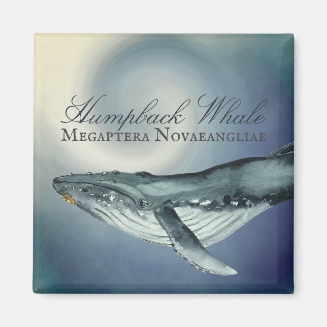 Imán Ballena acuática de joroba, Megaptera Novaeangliae (Frente)