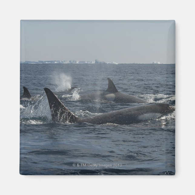 Imán ballena asesina (Frente)