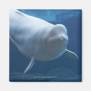 Imán Ballena de la beluga (leucas del Delphinapterus)