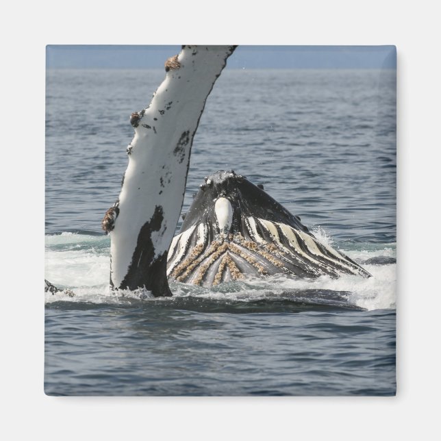Imán Ballena jorobada (Frente)