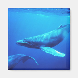 Imán Ballena jorobada