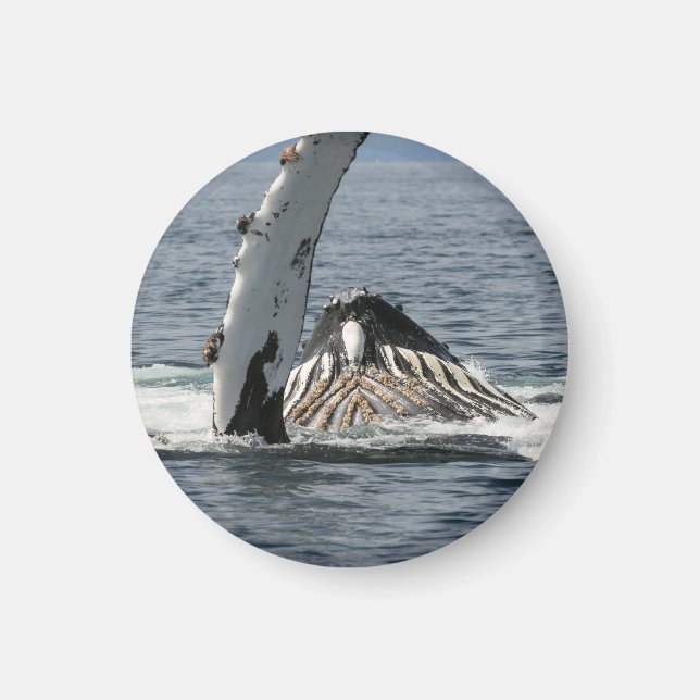 Imán Ballena jorobada (Frente)