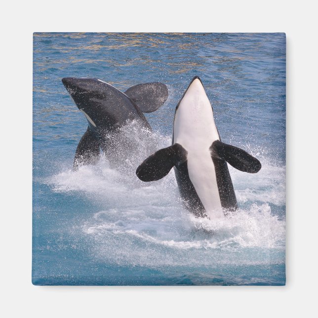 Imán Ballenas asesinas saltando del agua (Frente)