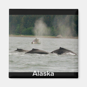 Imán Ballenas de Alaska