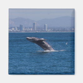 Imán Ballenas de un tiempo