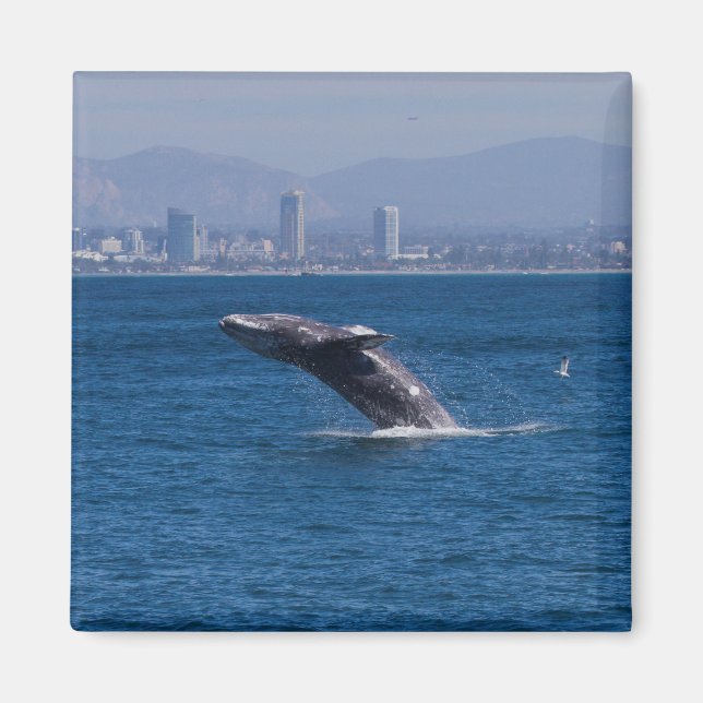 Imán Ballenas de un tiempo (Frente)