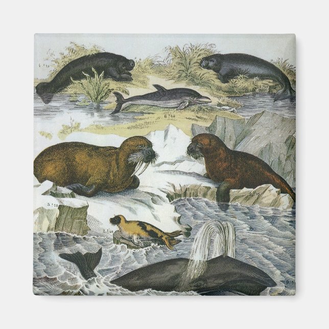 Imán Ballenas, focas y valles, animales marinos (Frente)