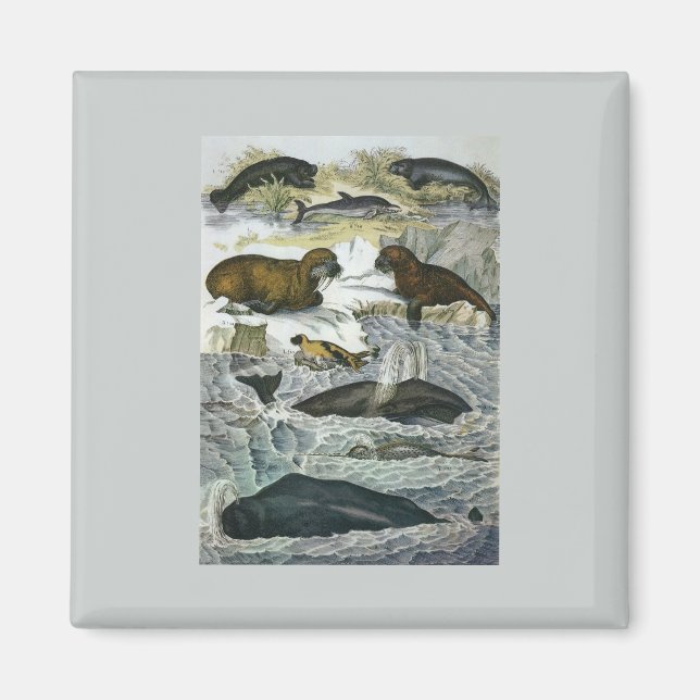 Imán Ballenas, focas y valles, animales marinos (Frente)