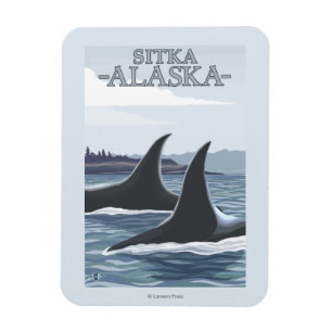 Imán Ballenas orcas #1 - Sitka, Alaska
