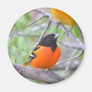 Imán Baltimore Oriole