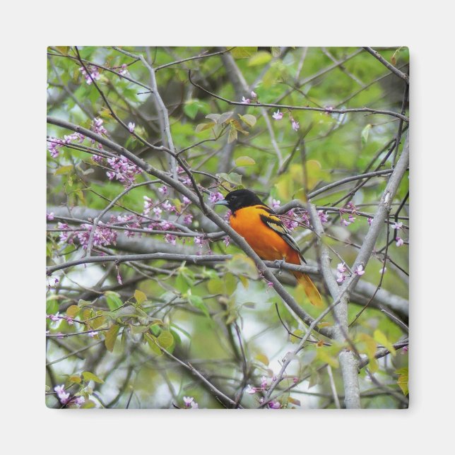 Imán Baltimore Oriole (Frente)