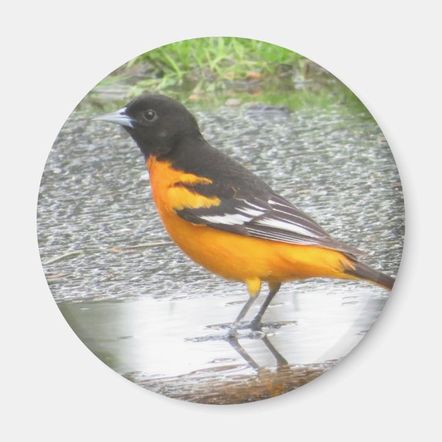 imán Baltimore Oriole (Frente)