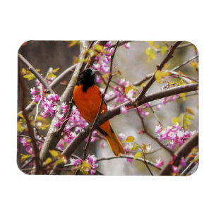 Imán Baltimore Oriole