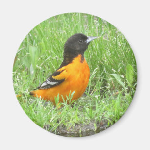 imán Baltimore Oriole