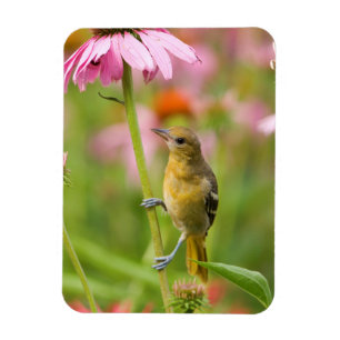 Imán Baltimore Oriole