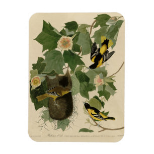 Imán Baltimore Oriole - de Aves de América de Audubon
