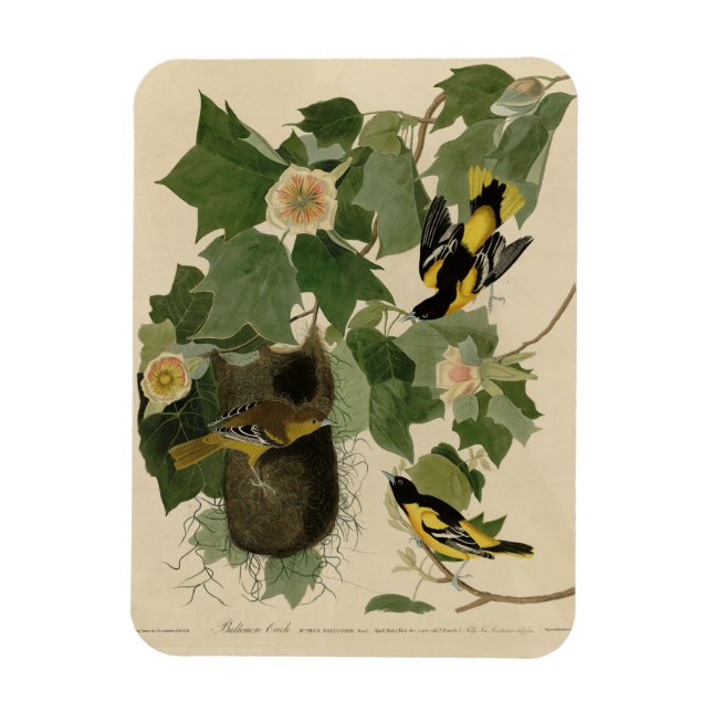 Imán Baltimore Oriole - de Aves de América de Audubon (Vertical)