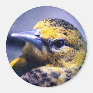 Imán Baltimore Oriole, femenino