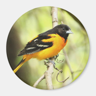 Imán Baltimore Oriole Magnet