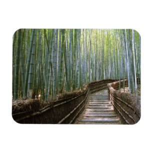 Imán Bamboo Forest in Kyoto 
