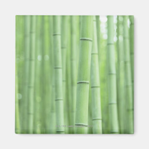 Imán Bamboo Grove