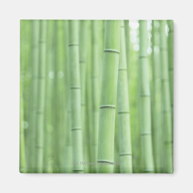 Imán Bamboo Grove (Frente)